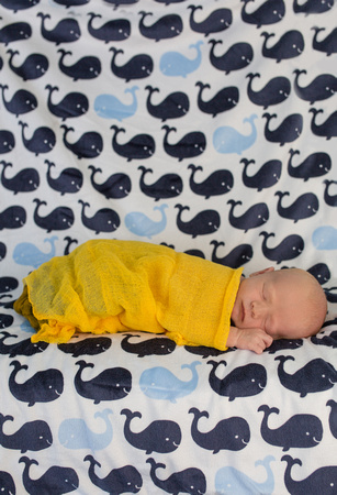 Maine Newborn Photographer